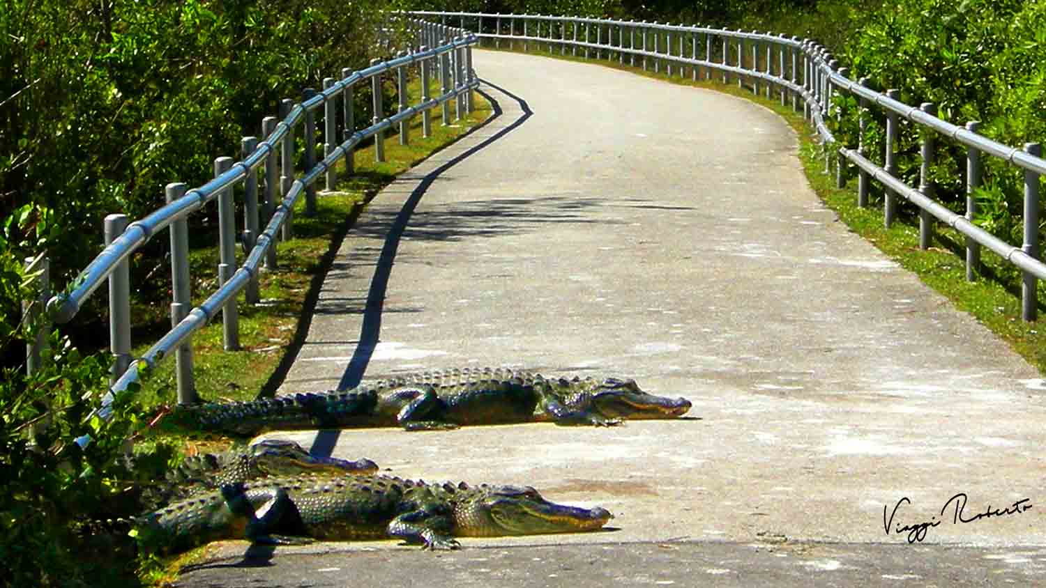 Parco delle Everglades