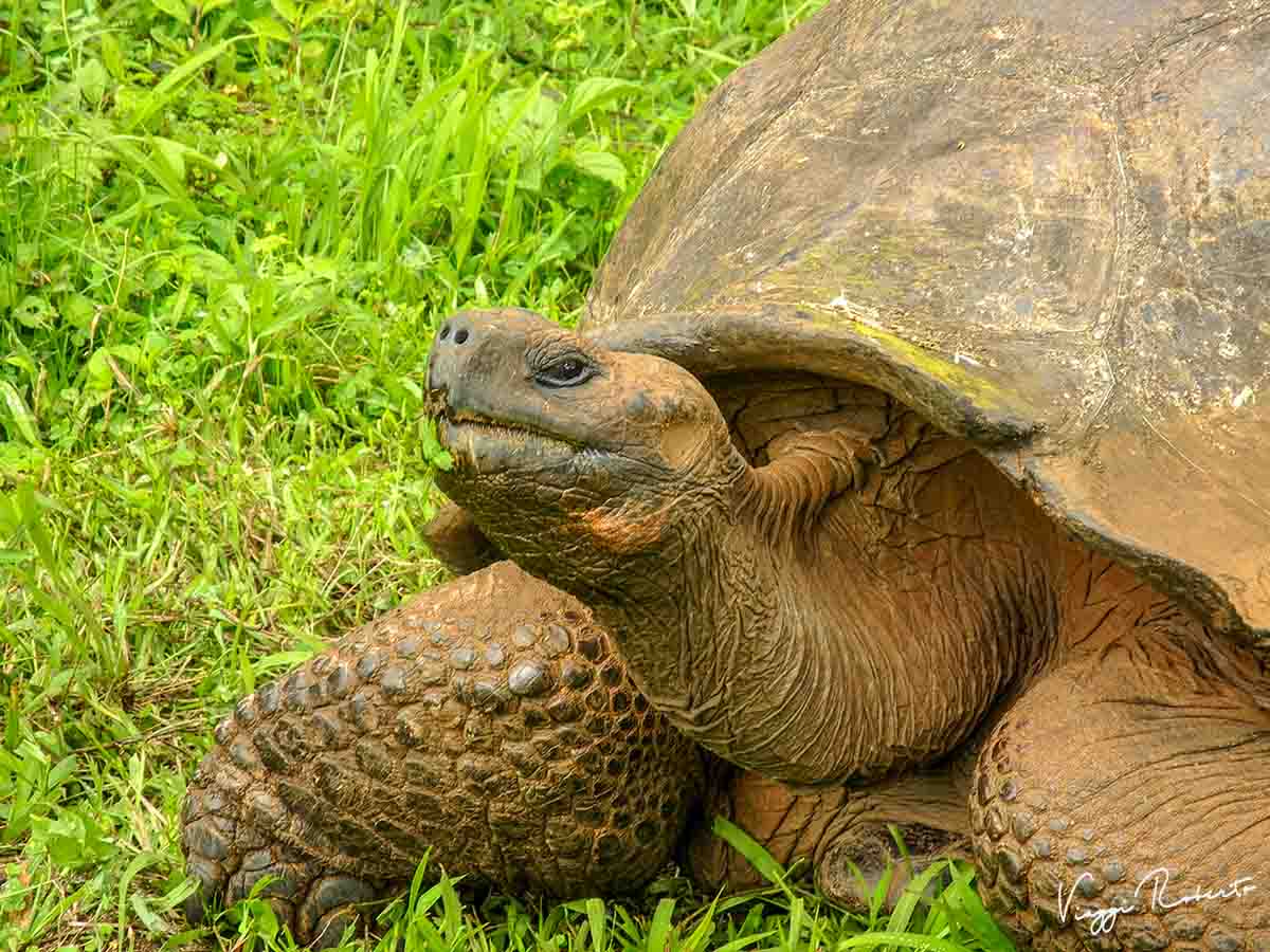 Isole Galapagos