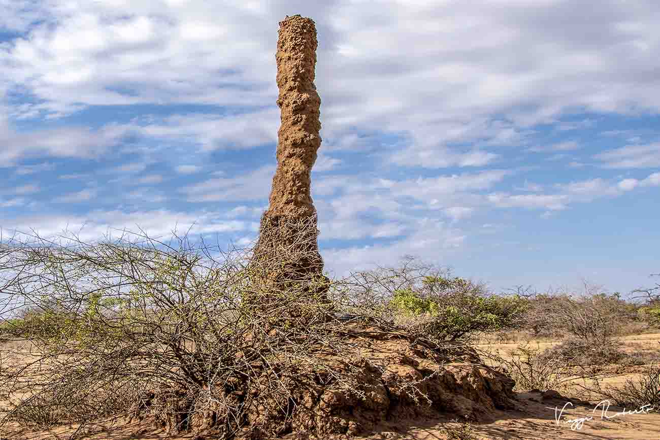 Le termiti contro la desertificazione